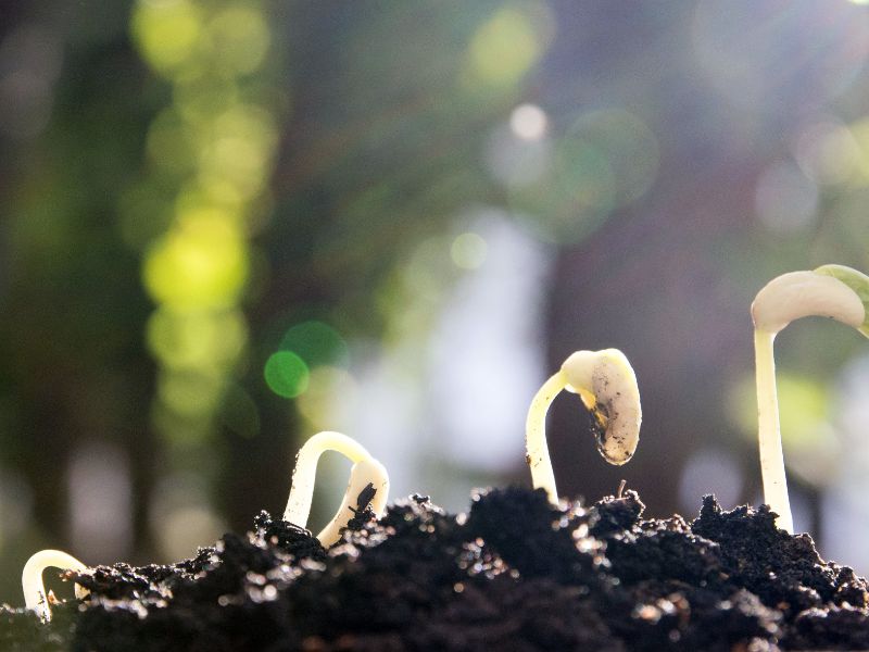 Feminized marijuana seeds for sale